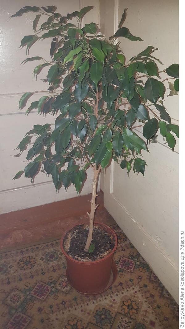 Подскажите, пожалуйста, что это ?