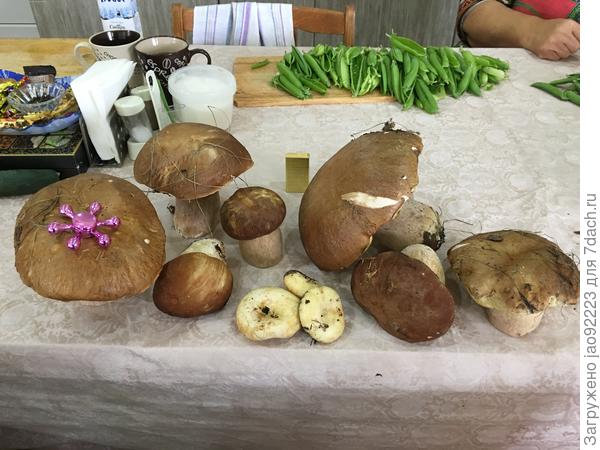 грибы из ближайшего леса