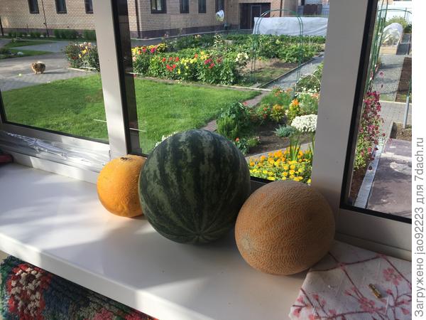 урожай