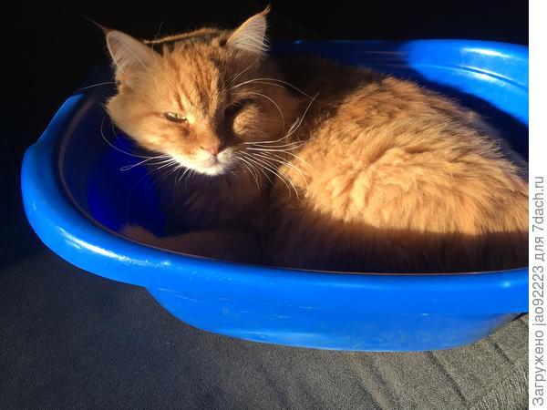 Бася - любитель коробок, корзинок, тазиков.