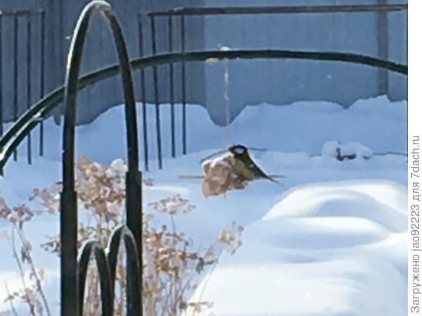 Птичка-синичка.