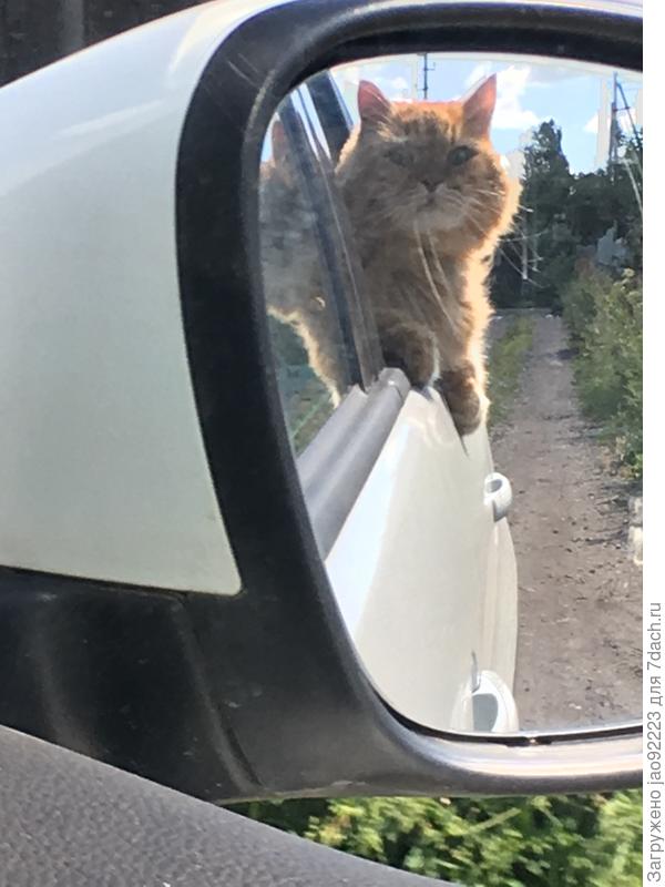 Бася-дачник