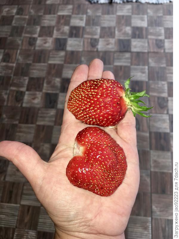 Вкусняшки