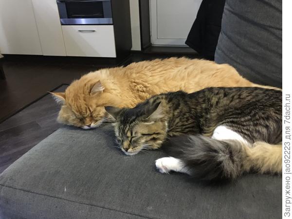 Сонное царство