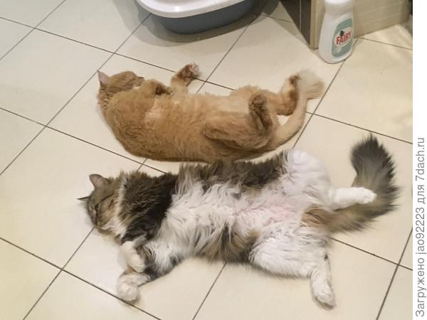 Сонное царство 2