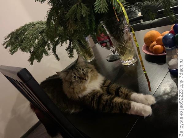 Новогодние праздники))