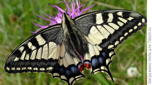 Фото из Интернета, к сожалению...