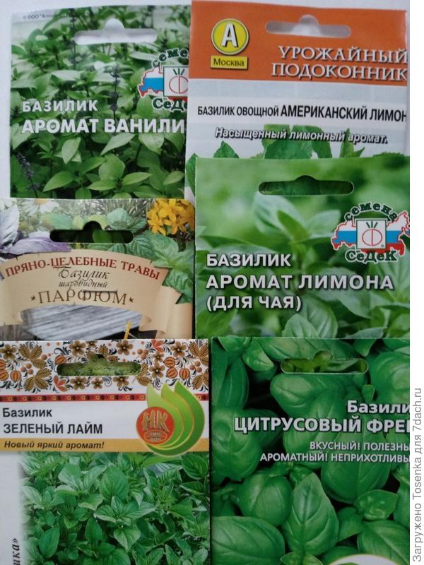 Базилики для десерта