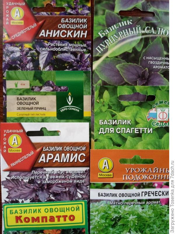 Базилики универсальные