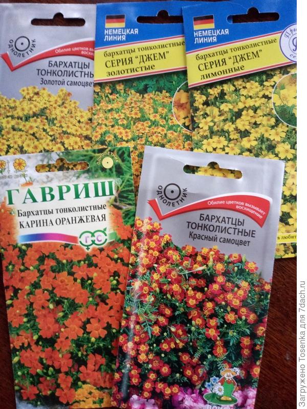 Тонколистные