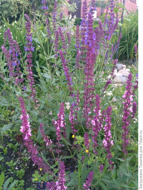 Дубравный из семян выращен