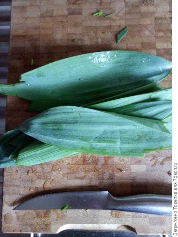 Листья лука Суворова