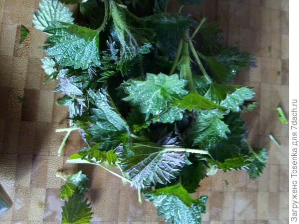 Крапива совсем молоденькая и не жгучая, но кипятком ошпарила