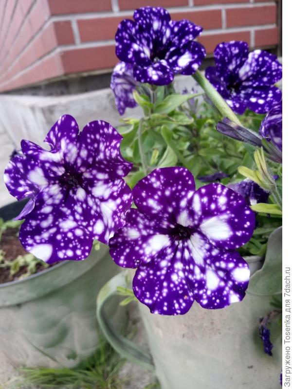 А это вынесла на улицу. У нас ночью +9, а днем чуть больше 20