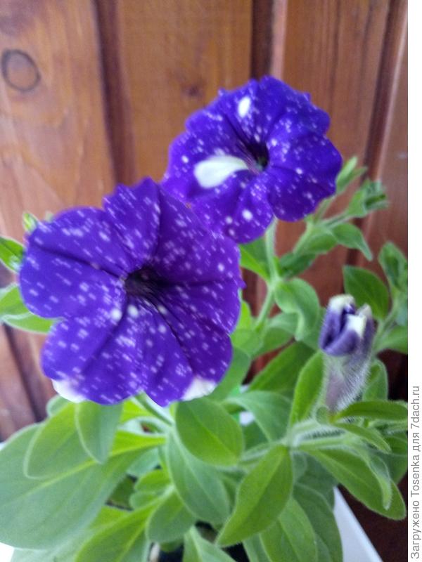 Ганна, это еще в доме звездная ночь