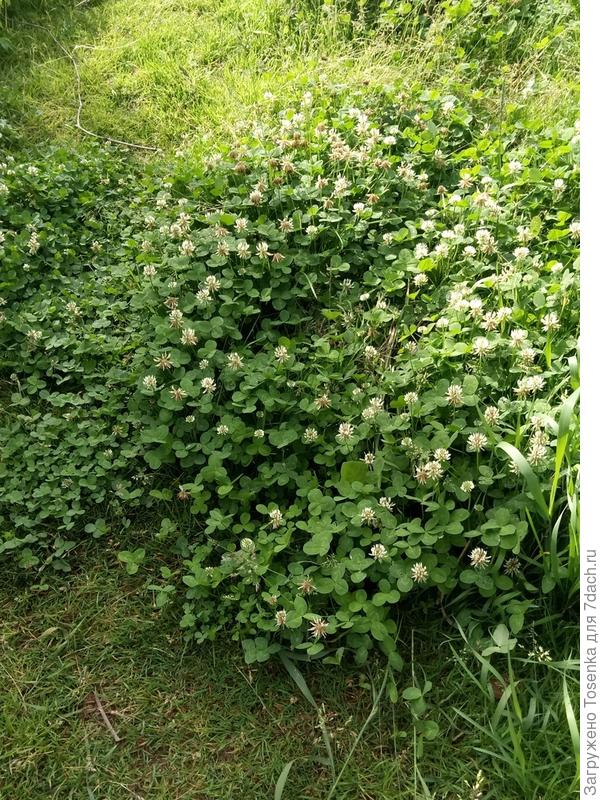 Максим, к сожалению, не знаю. Мой белый клевер сам по доброй воле вытесняет газонную траву. Это перед стрижкой. Как по нему мягонько ходить))