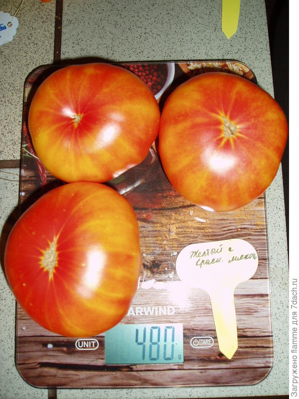 Мои томатики