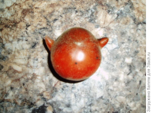 Чертик - томатик Мохнатый Кейт