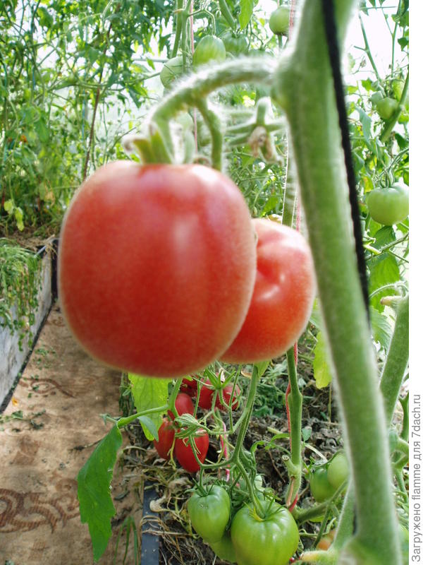 Шахерезада