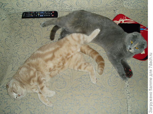 Мама Настя (Настасья Падловна) и сыночек Рыжий