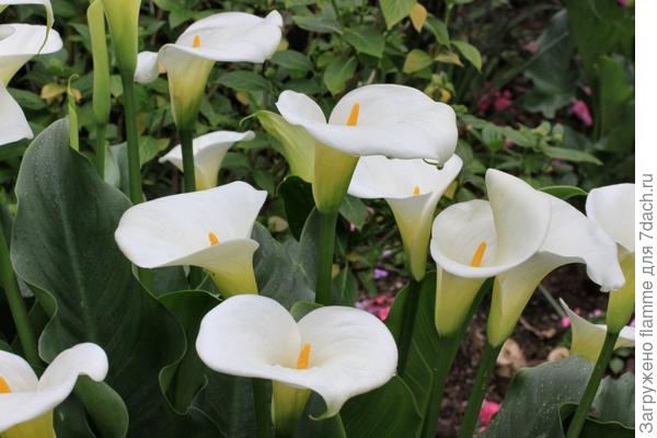 Белая Кала (фото с просторов интернета)