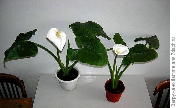 фото взято с интернета