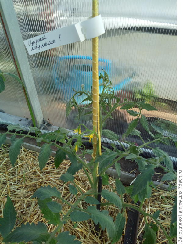 Царское Искушение-цветение