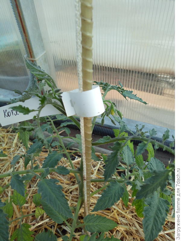 Котя почти зацвел