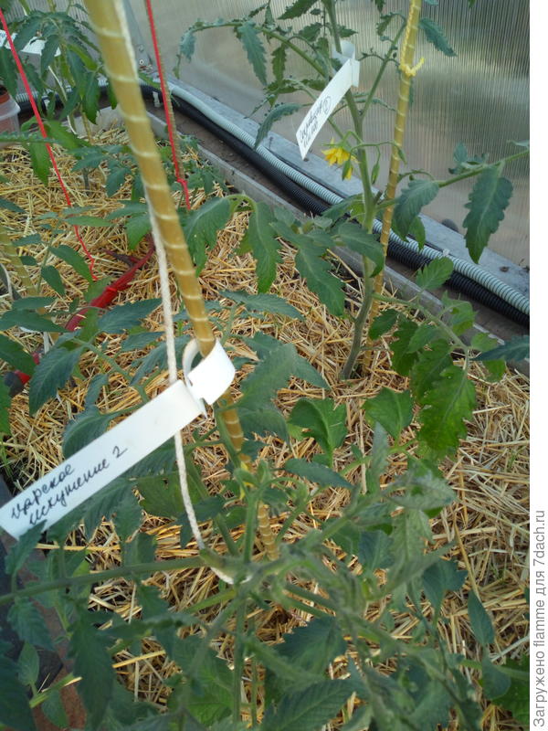 Царское Искушение и Сокровище -удаление пасынков