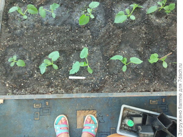 Пучковый десант