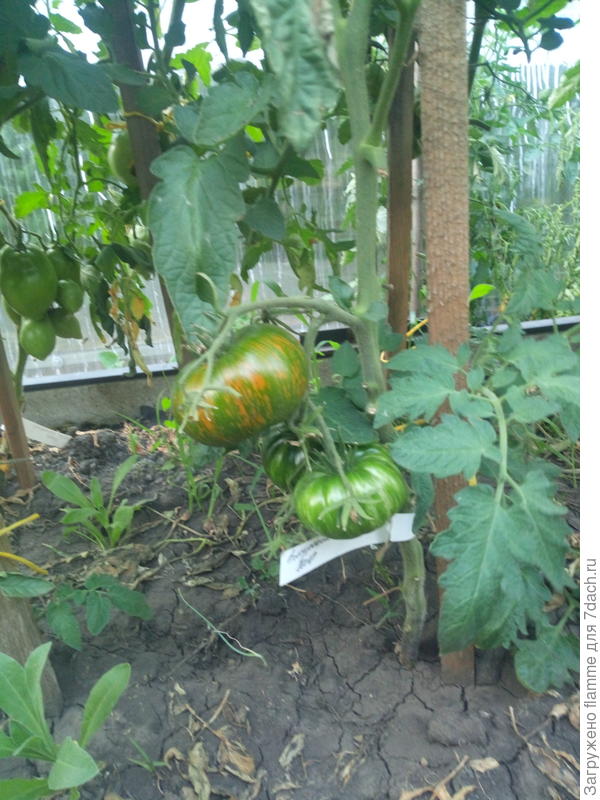 томат Амурский тигр