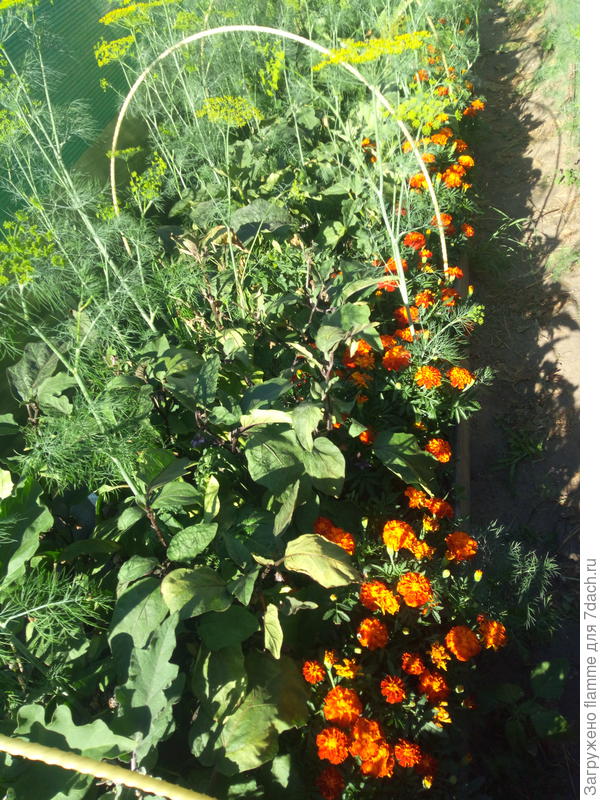 массовое цветение