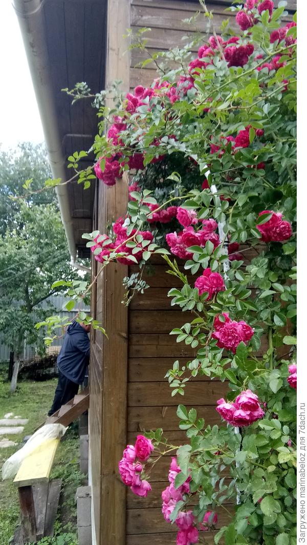 Плетистая роза