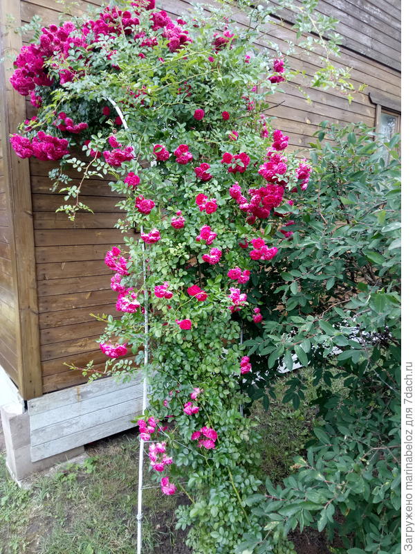 Плетистая роза