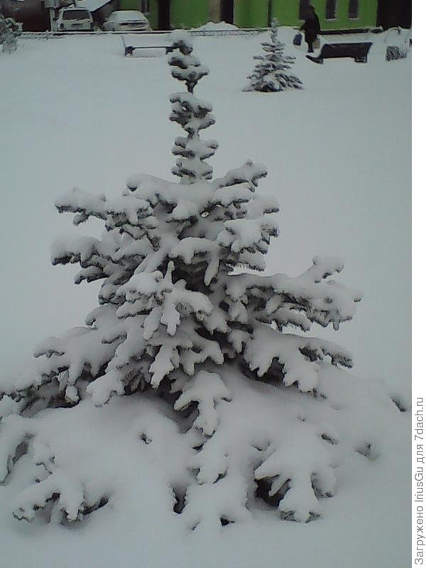 То ли ёлочка, а то ли виденье!