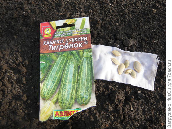 Тигренок