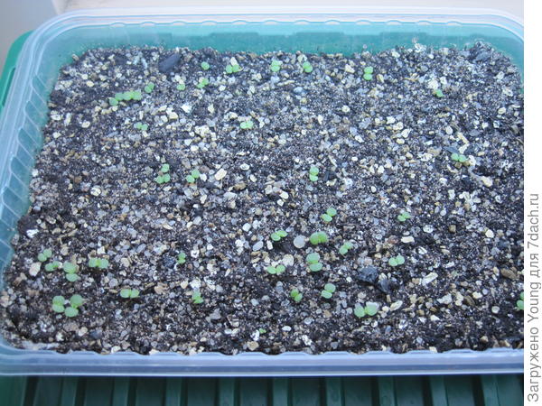 Старшие на 12-й день с момента входов.