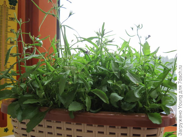 На 63-й день.