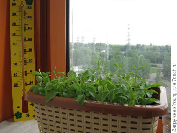 На 50-й день.