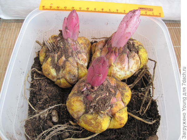 Сажала их на даче 20 мая 2017г.