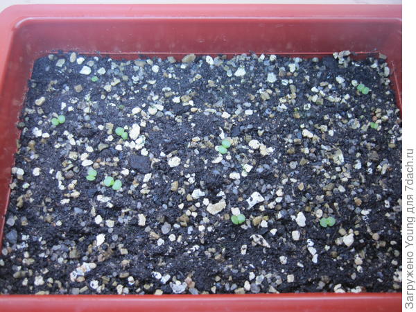 Такие же в другой ёмкости.