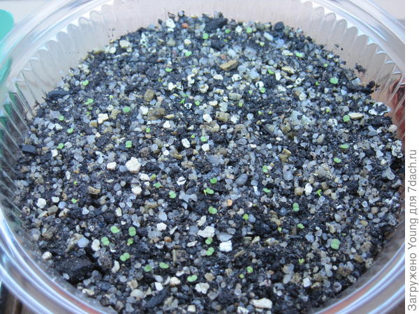 Это младшенькие, на 3-й день после всходов.