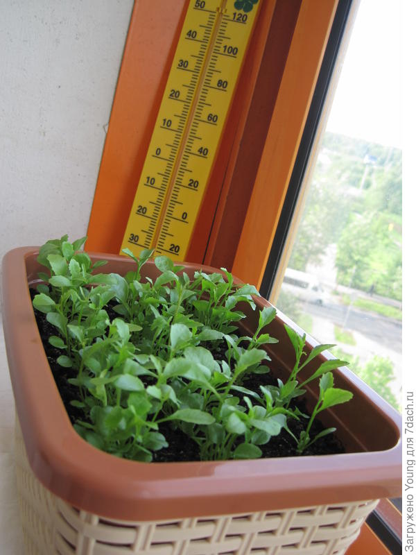 25 мая - 45 дней.