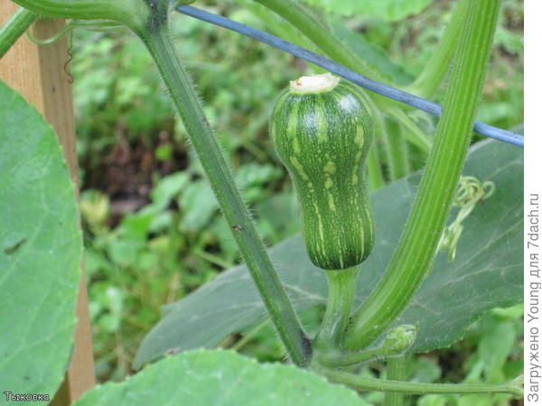 Эта тыковка опылялась вручную, потом благополучно вызрела.