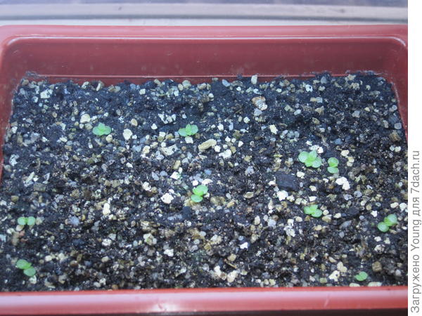 Ещё 10 шт. старшеньких в другой ёмкости.