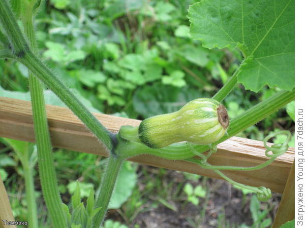 Эта вручную не опылялась, со временем начинала светлеть и потом отваливалась.