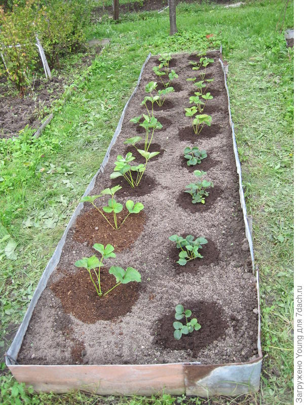 Справа первые 4 кустика - Зефир, за ним идёт 4 кустика Полки, слева 8 кустиков Сирии и в конце 4 шт. Азии.