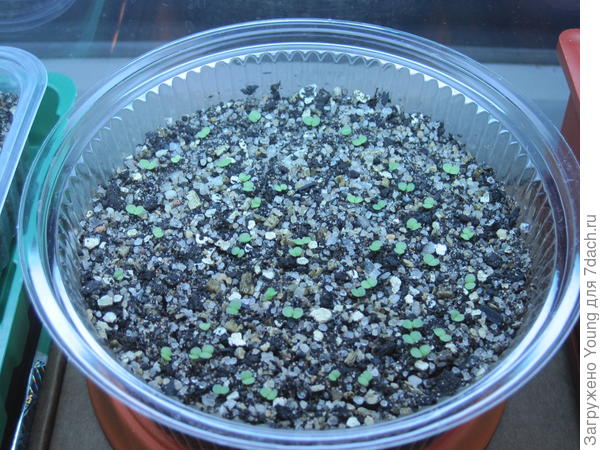 Это младшенькие кровельные молодилки, на 10 день после посева семян.