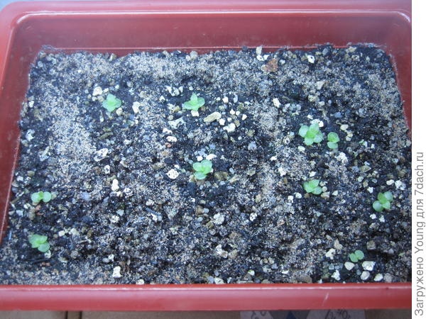 Такие же в другой ёмкости.