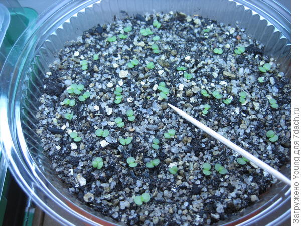 Кровельное молодило на 11-й день после всходов.